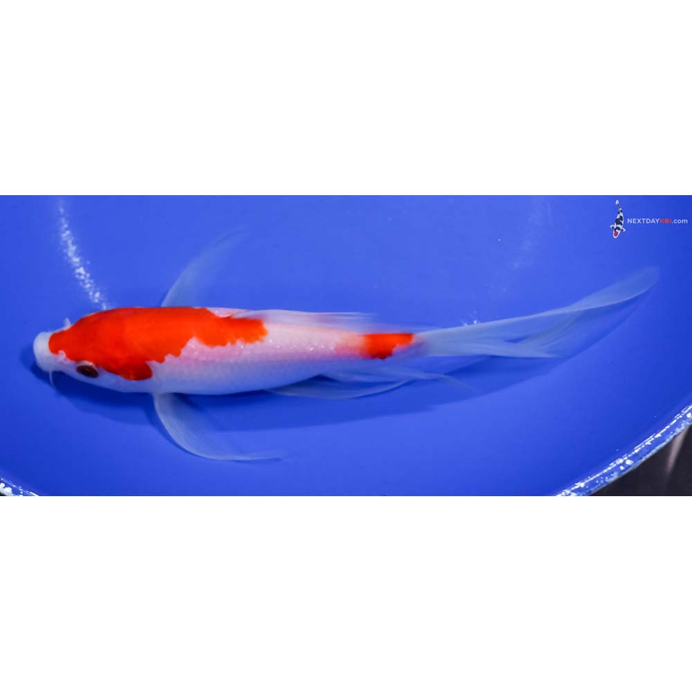 7.5” Imported Kohaku Butterfly Koi