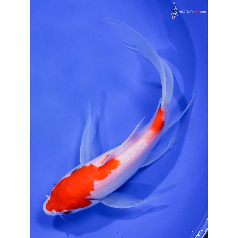 7.5” Imported Kohaku Butterfly Koi