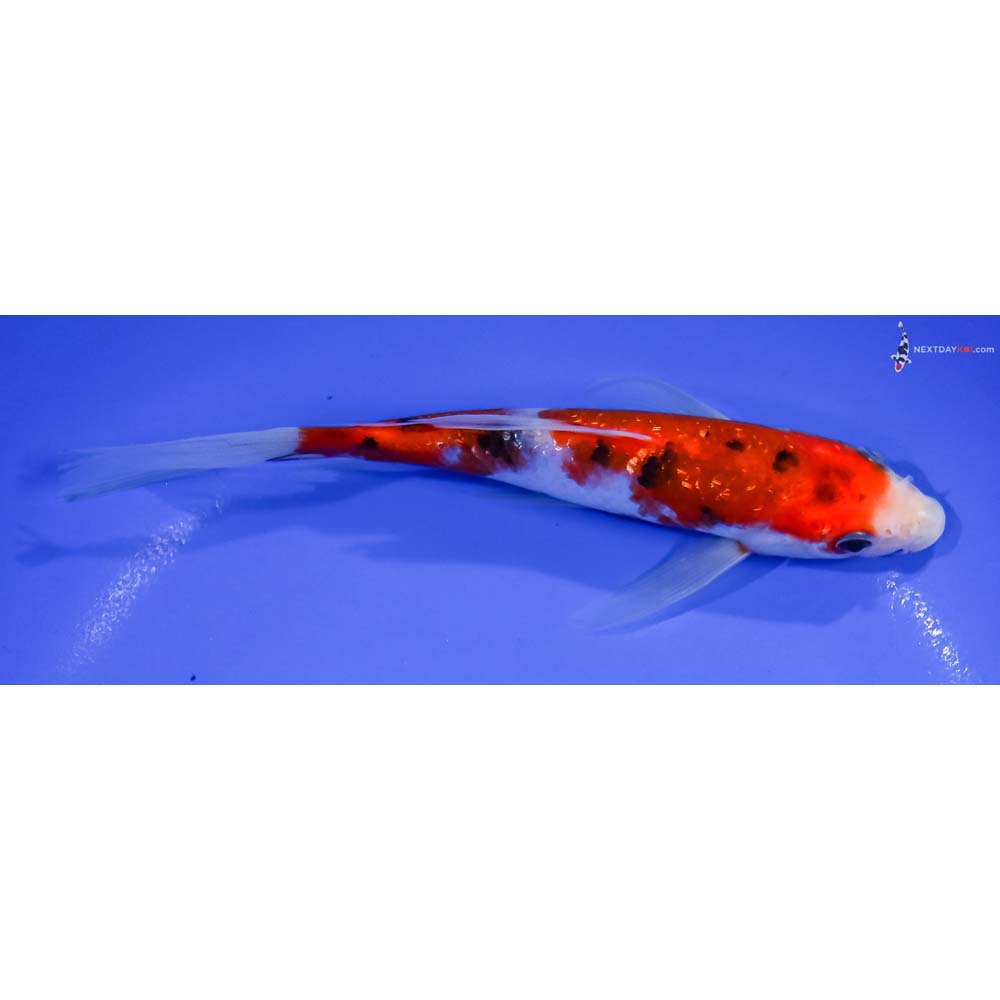 7” Imported Gin Rin Sanke Butterfly Koi