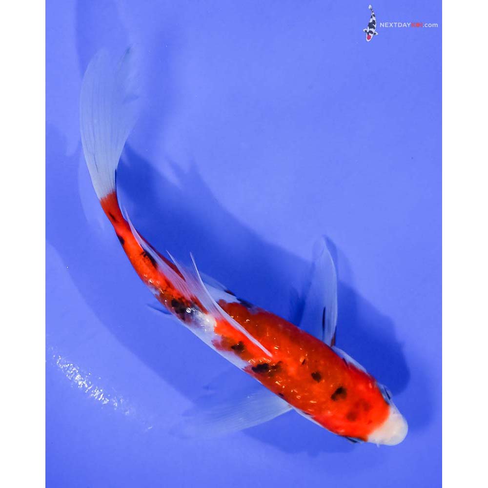 7” Imported Gin Rin Sanke Butterfly Koi