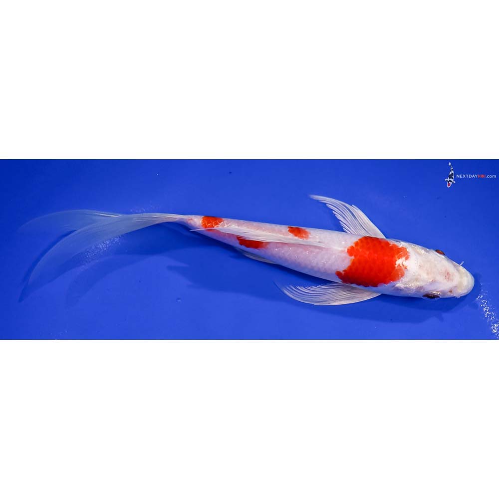 8” Imported Hariwake Butterfly Koi