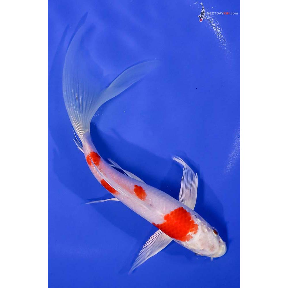 8” Imported Hariwake Butterfly Koi