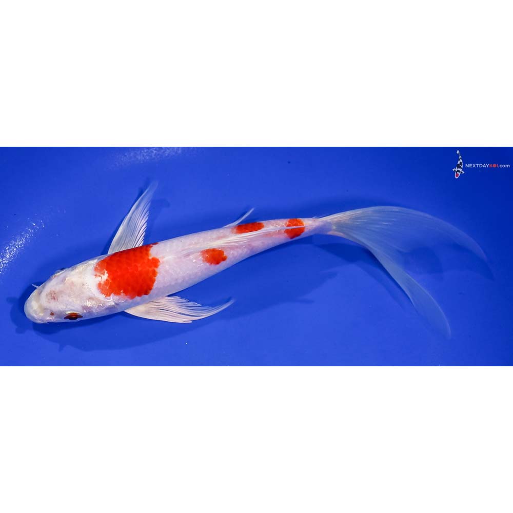 8” Imported Hariwake Butterfly Koi