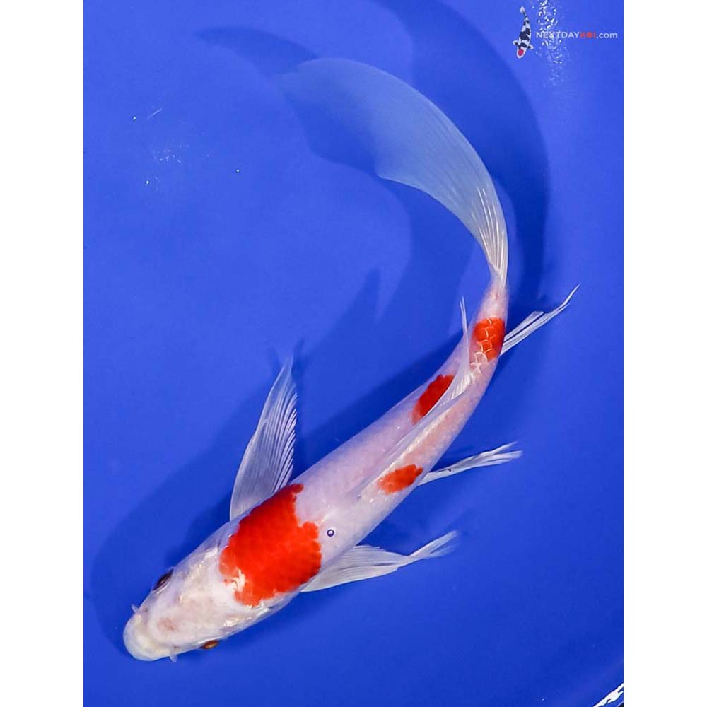 8” Imported Hariwake Butterfly Koi