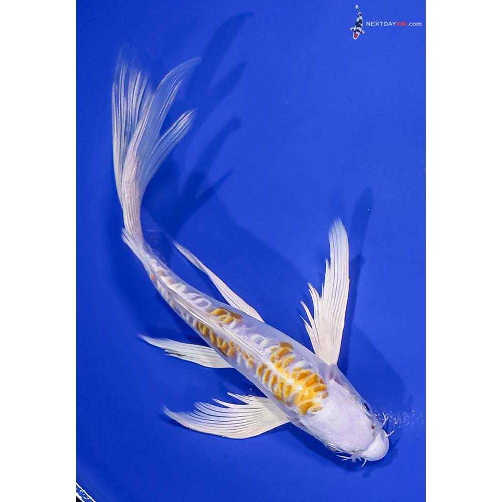 8” Imported Doitsu Lemon Hariwake Butterfly Koi