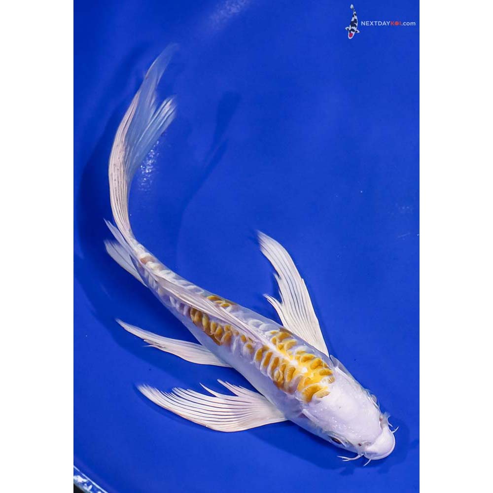 8” Imported Doitsu Lemon Hariwake Butterfly Koi