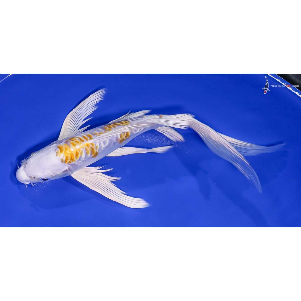 8” Imported Doitsu Lemon Hariwake Butterfly Koi