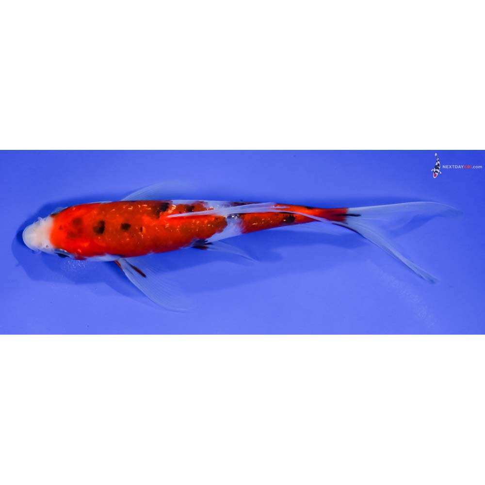 7” Imported Gin Rin Sanke Butterfly Koi