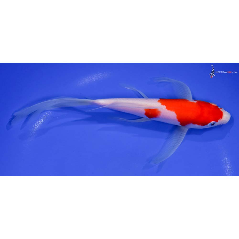8” Imported Kohaku Butterfly Koi