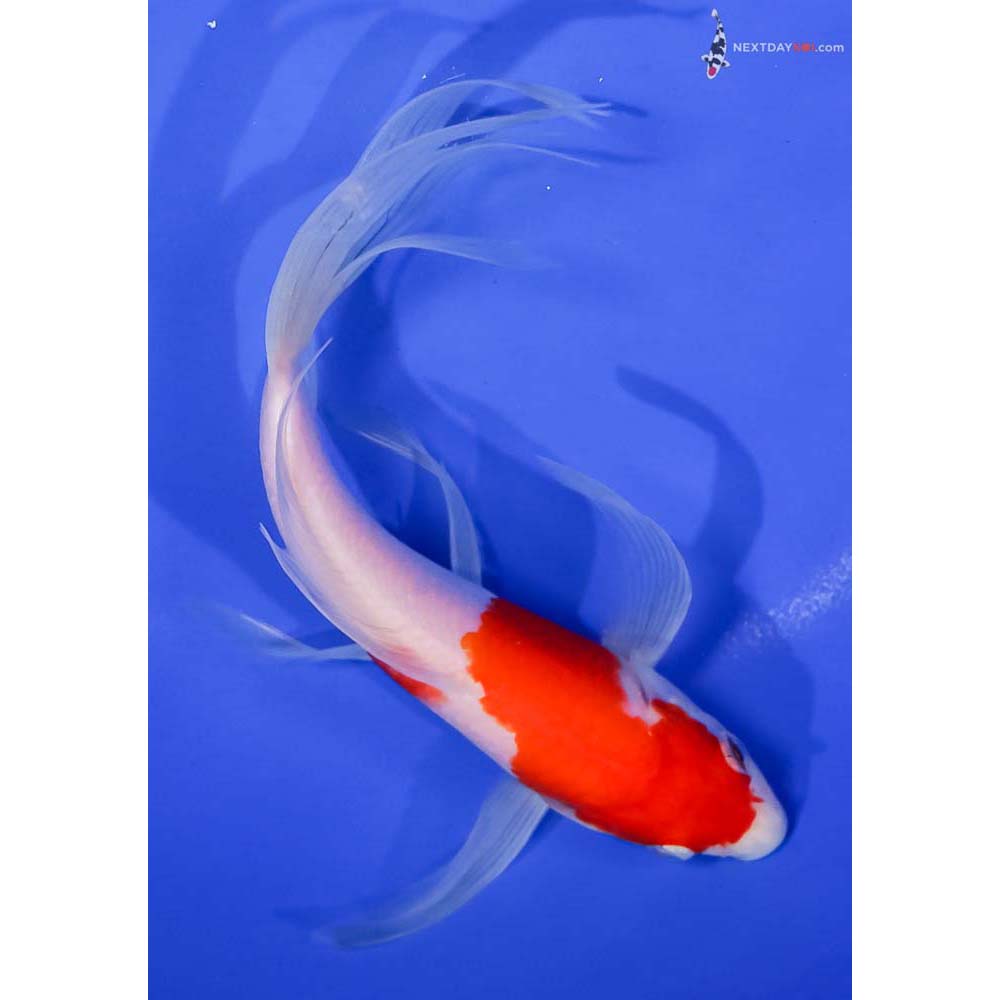 8” Imported Kohaku Butterfly Koi
