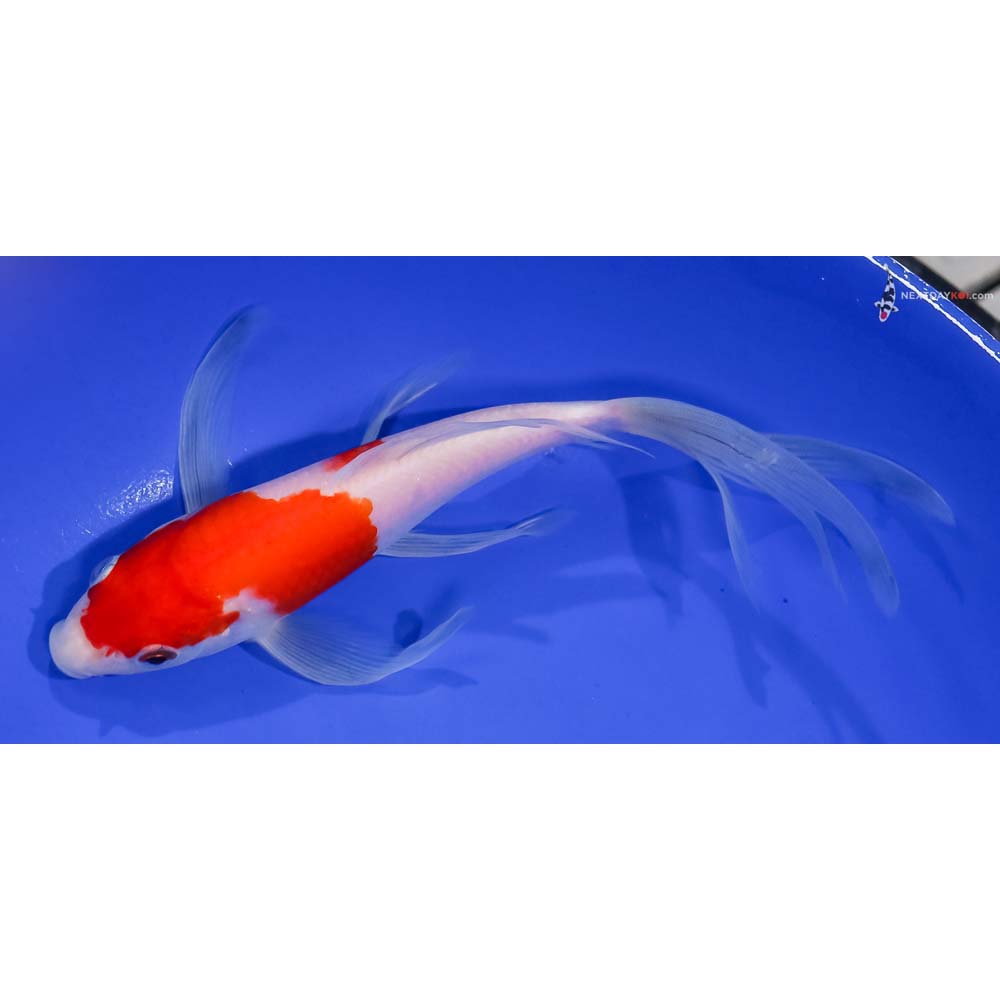 8” Imported Kohaku Butterfly Koi