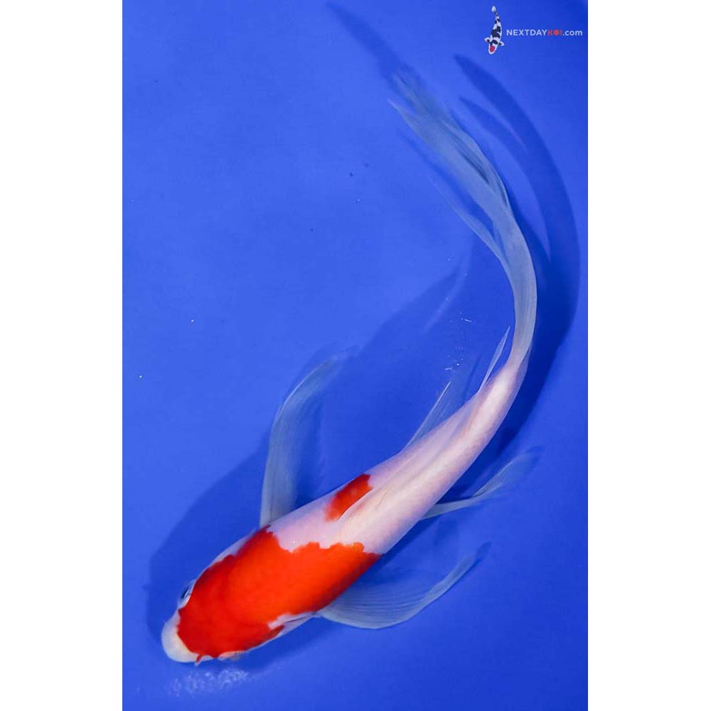 8” Imported Kohaku Butterfly Koi