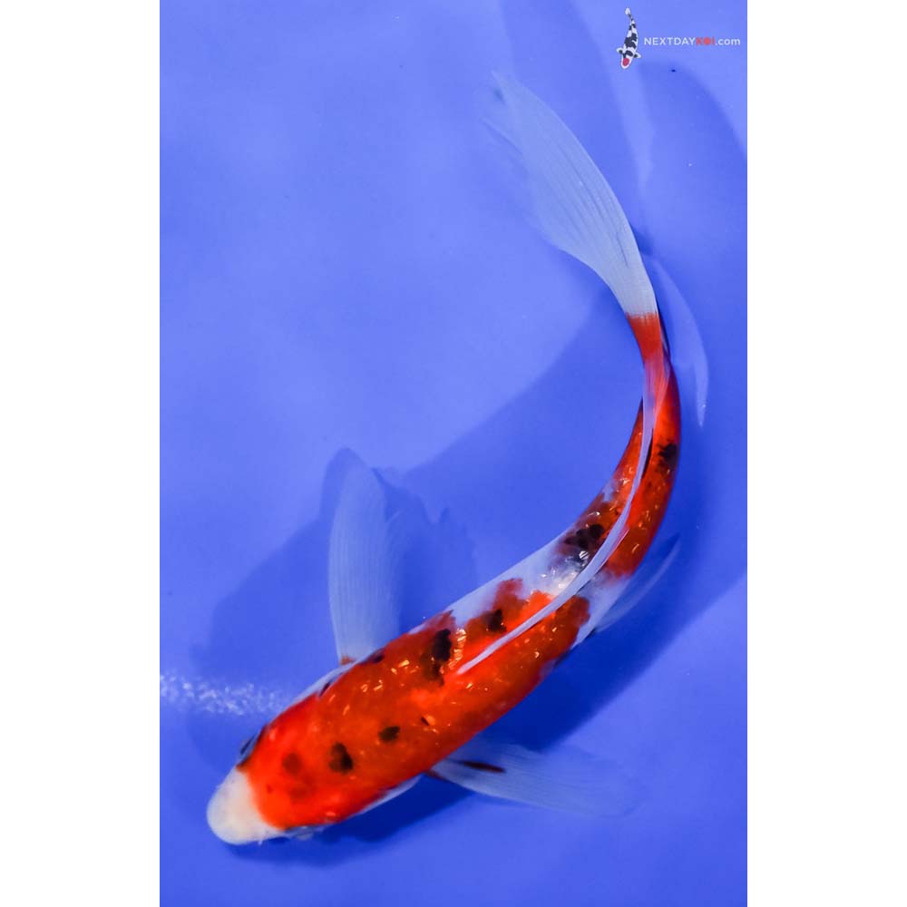 7” Imported Gin Rin Sanke Butterfly Koi