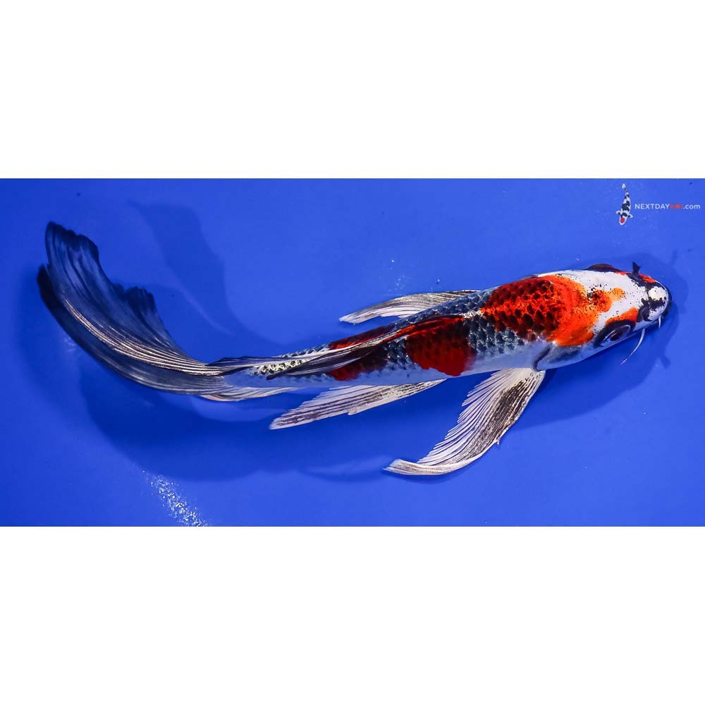 8” Imported Kujaku Butterfly Koi