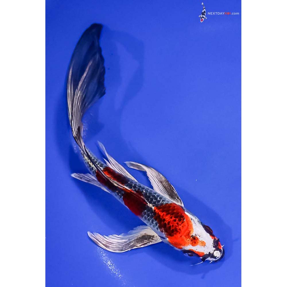 8” Imported Kujaku Butterfly Koi