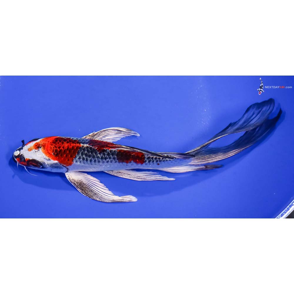 8” Imported Kujaku Butterfly Koi