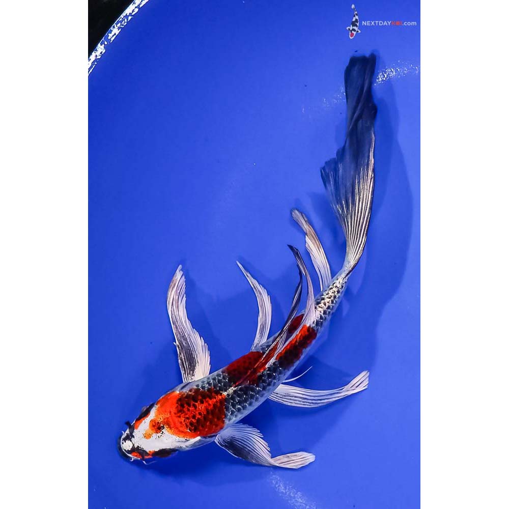 8” Imported Kujaku Butterfly Koi