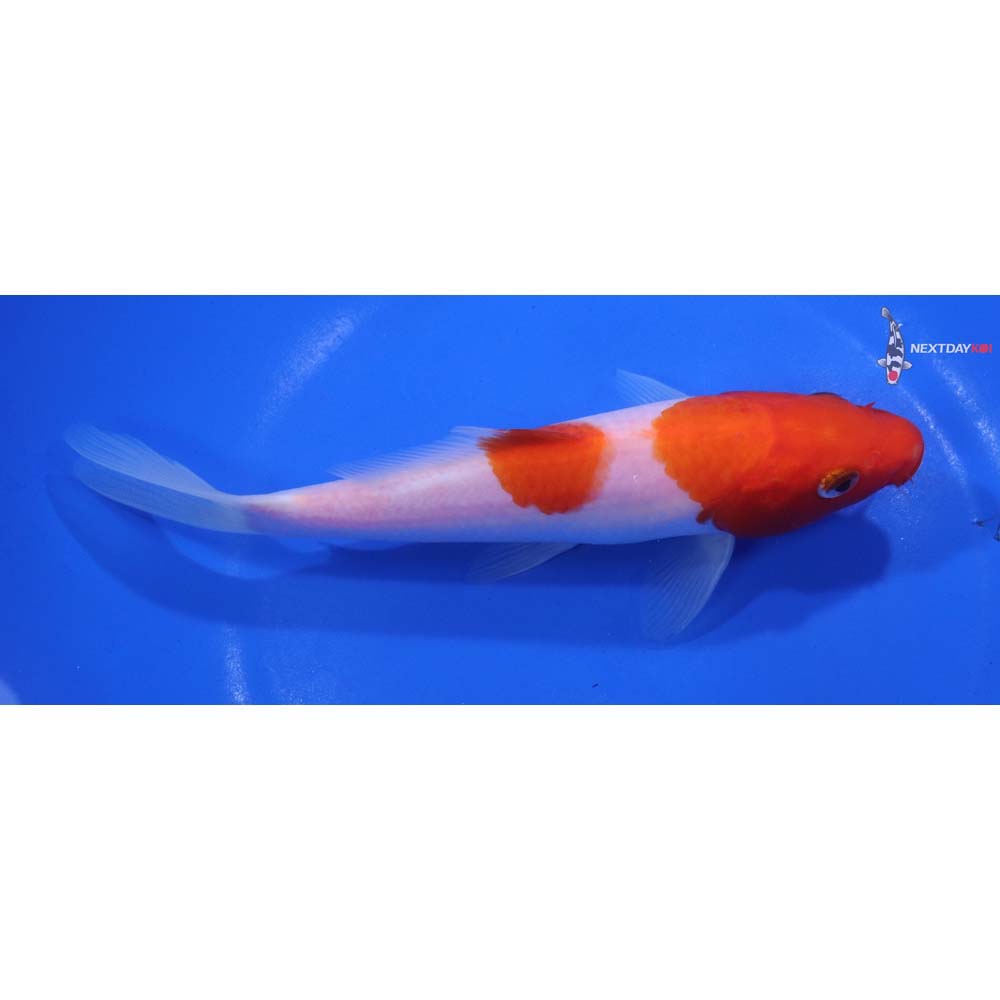 6.5” Imported Kohaku