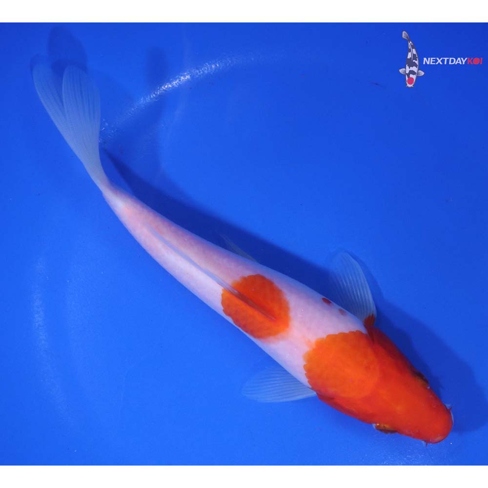 6.5” Imported Kohaku