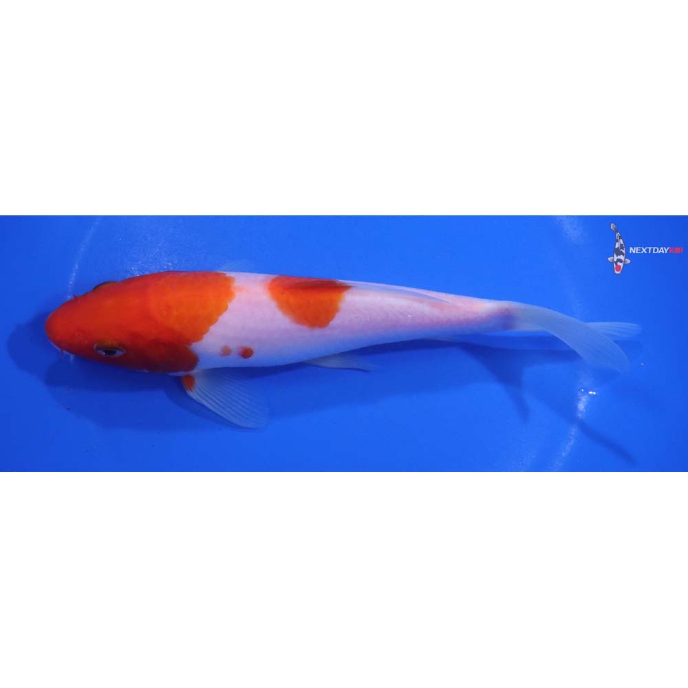 6.5” Imported Kohaku