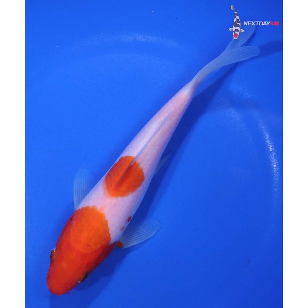 6.5” Imported Kohaku