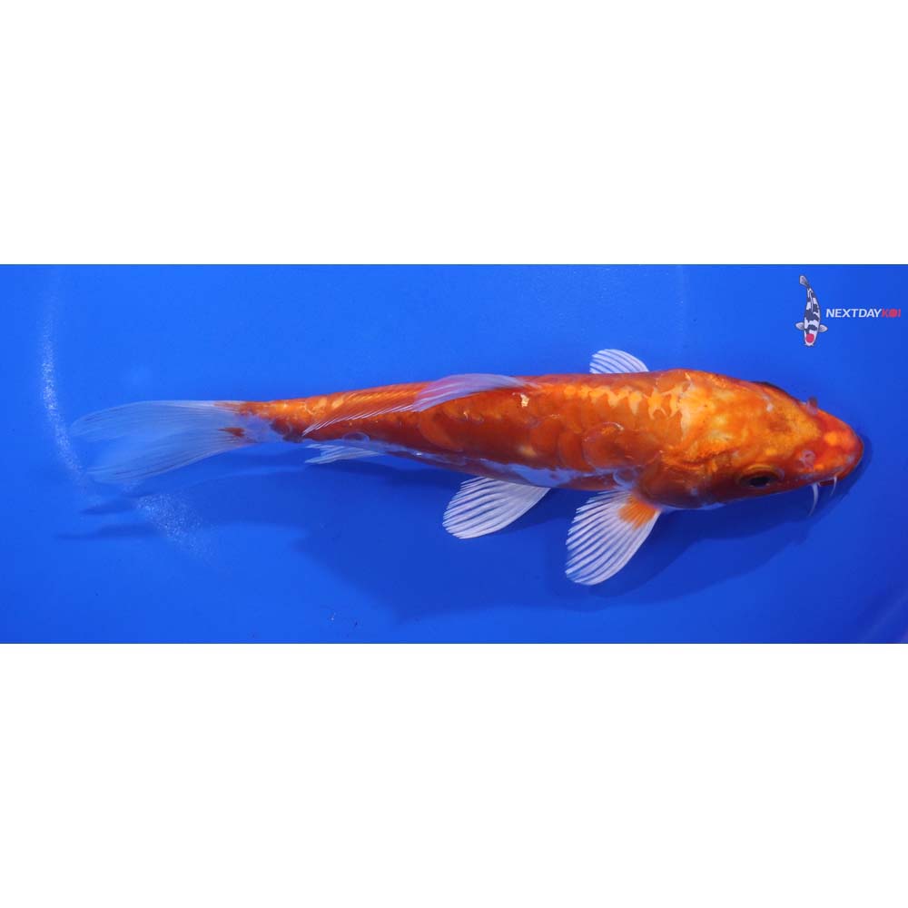 6.5” Imported Kikusui