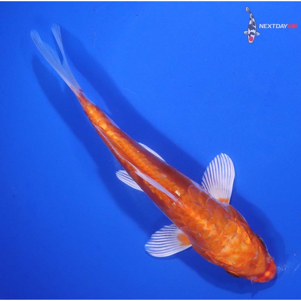 6.5” Imported Kikusui