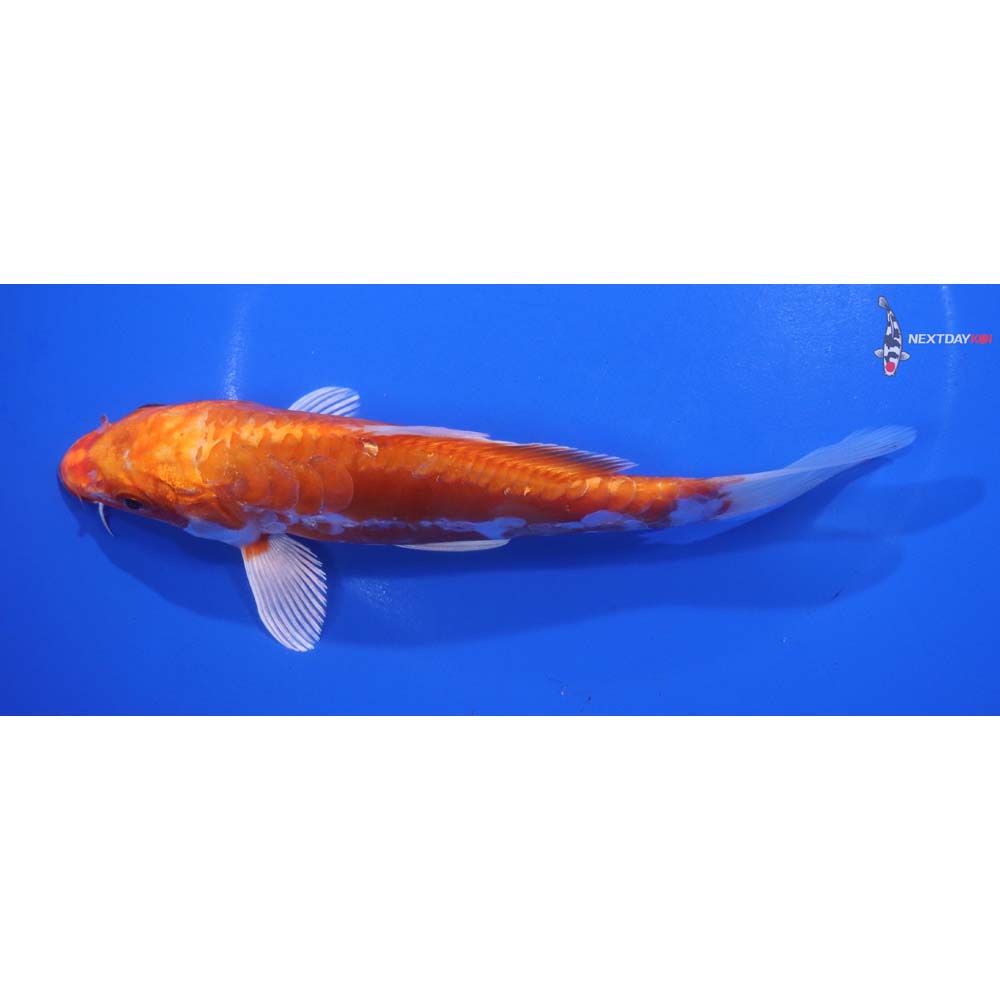 6.5” Imported Kikusui