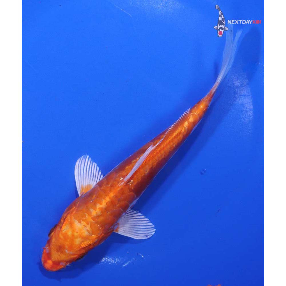 6.5” Imported Kikusui