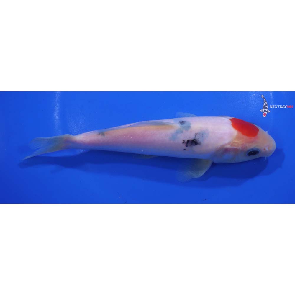 6.5” Imported Sanke