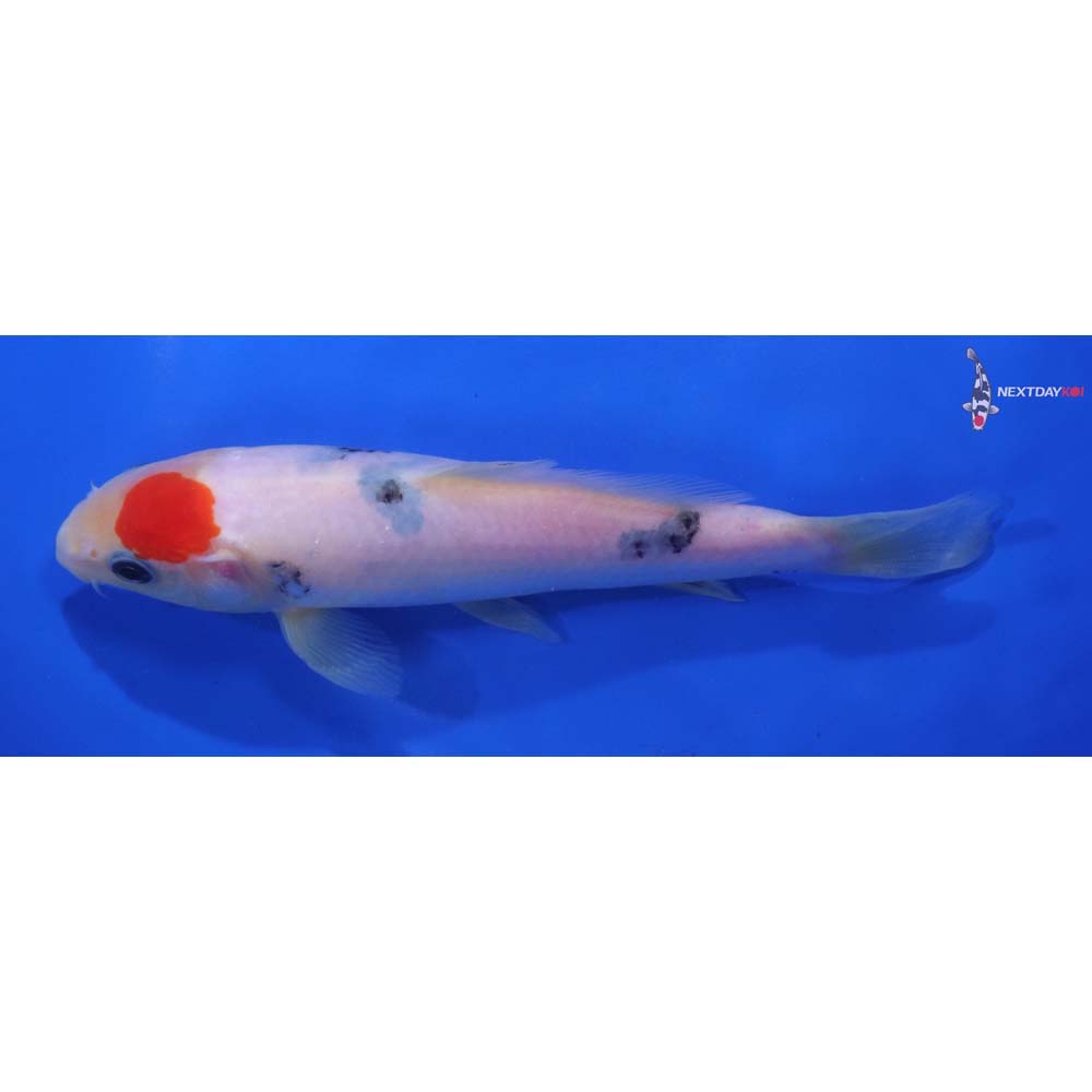 6.5” Imported Sanke