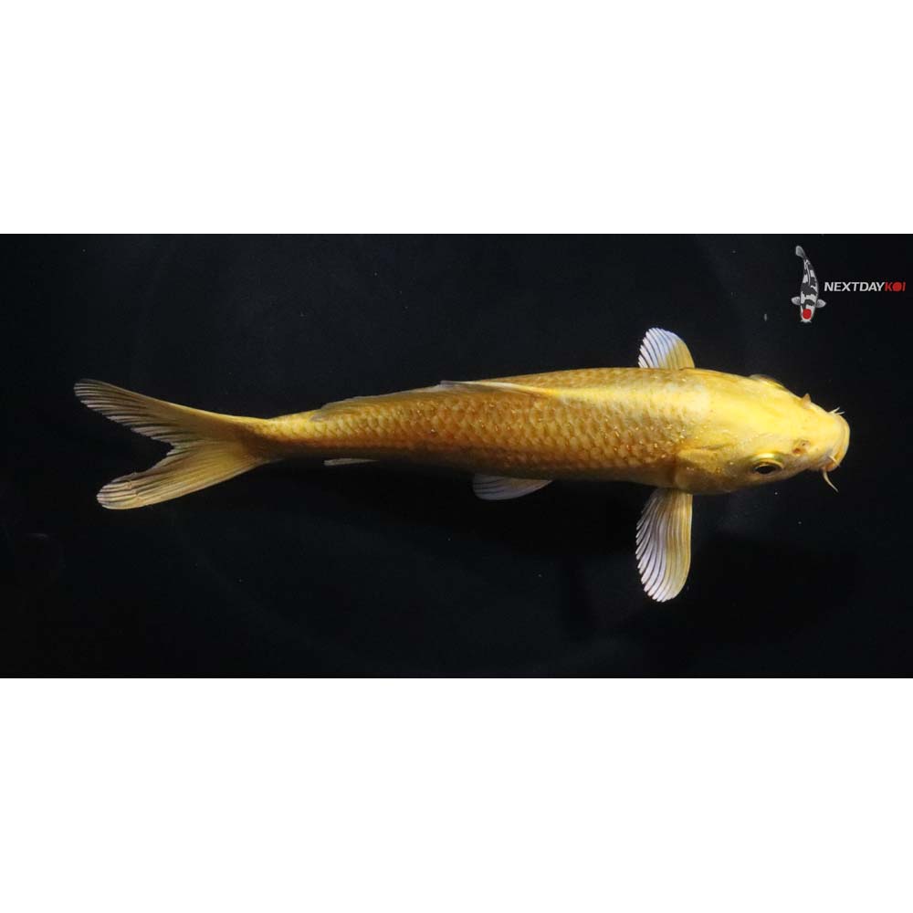 6.5” Imported Yamabuki Ogon