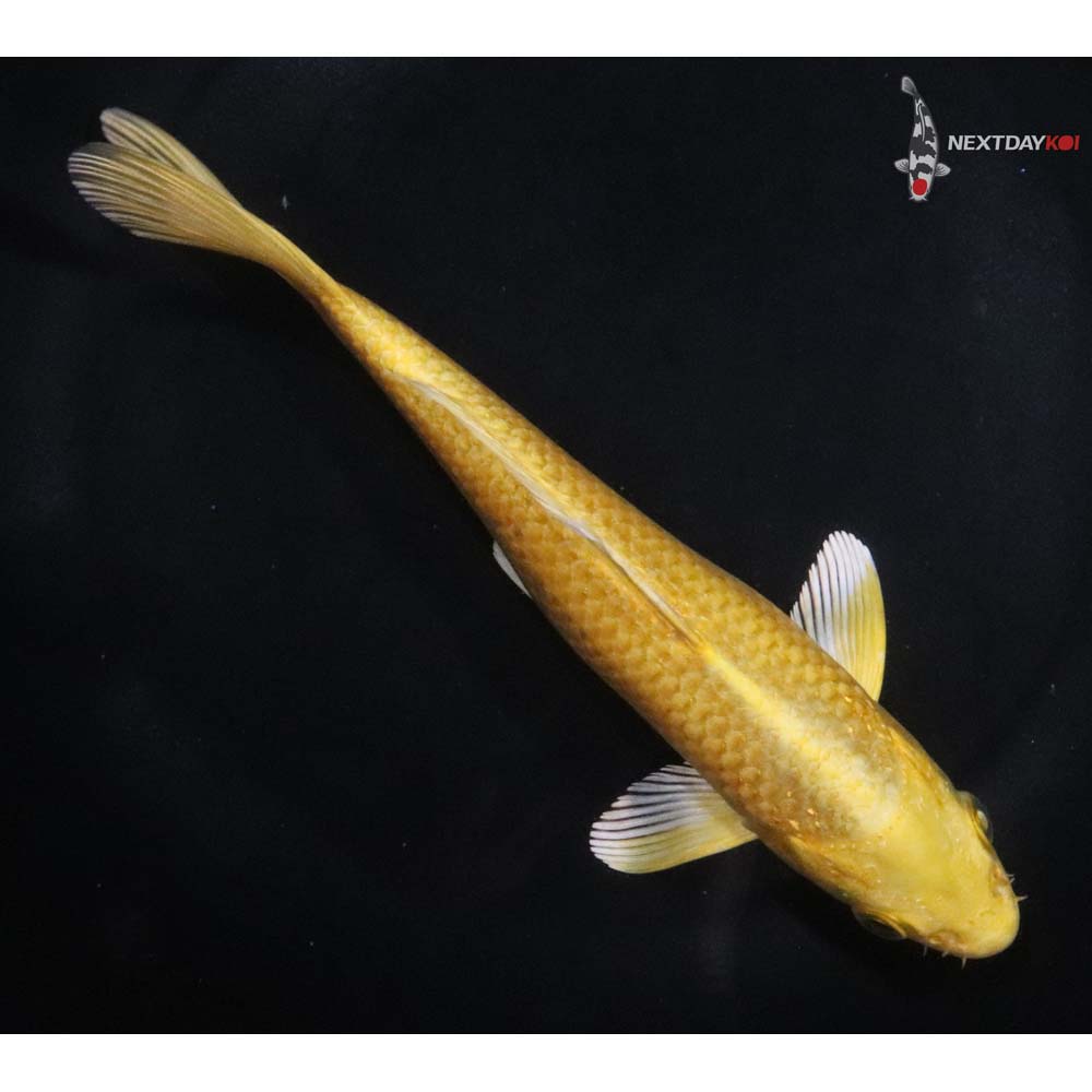 6.5” Imported Yamabuki Ogon