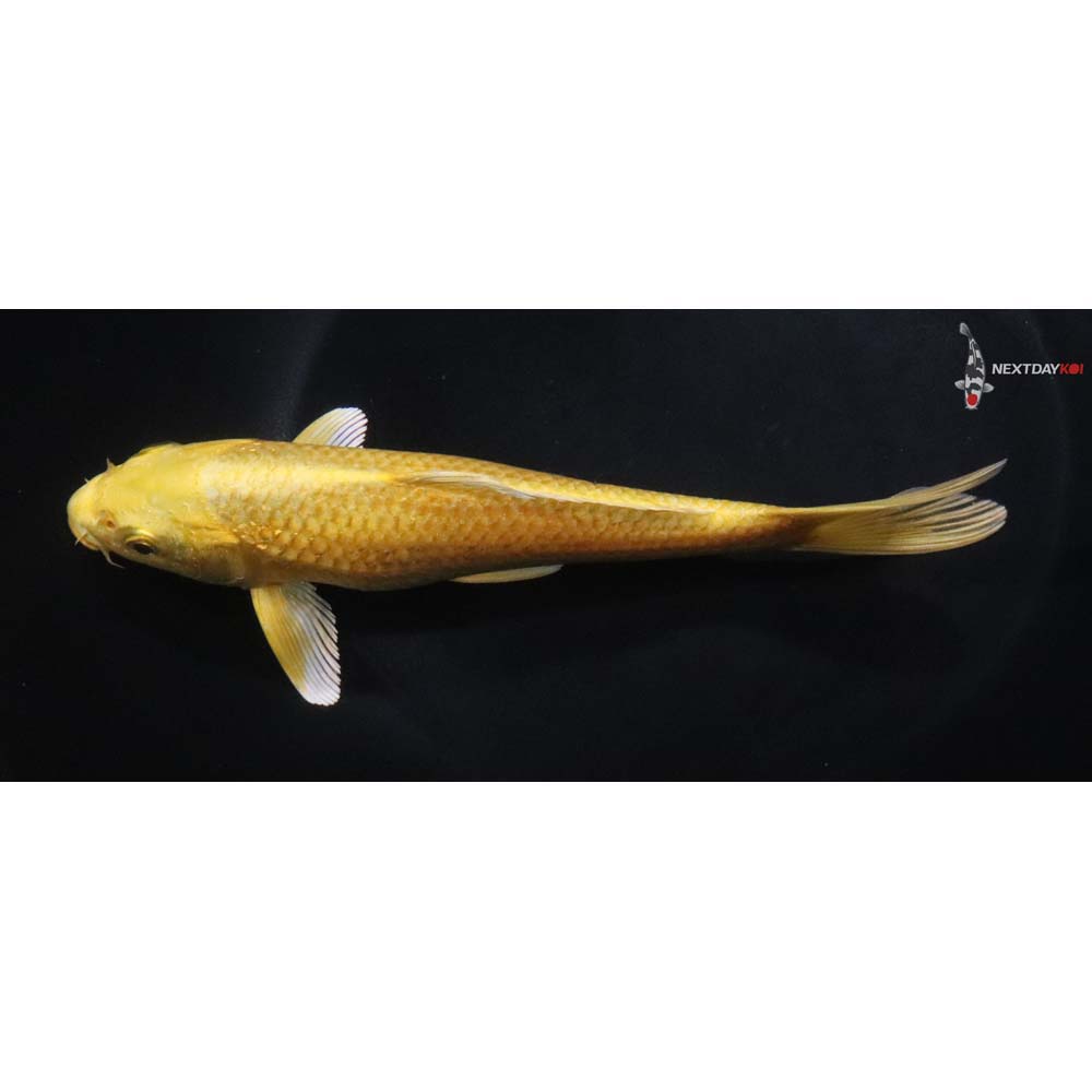 6.5” Imported Yamabuki Ogon