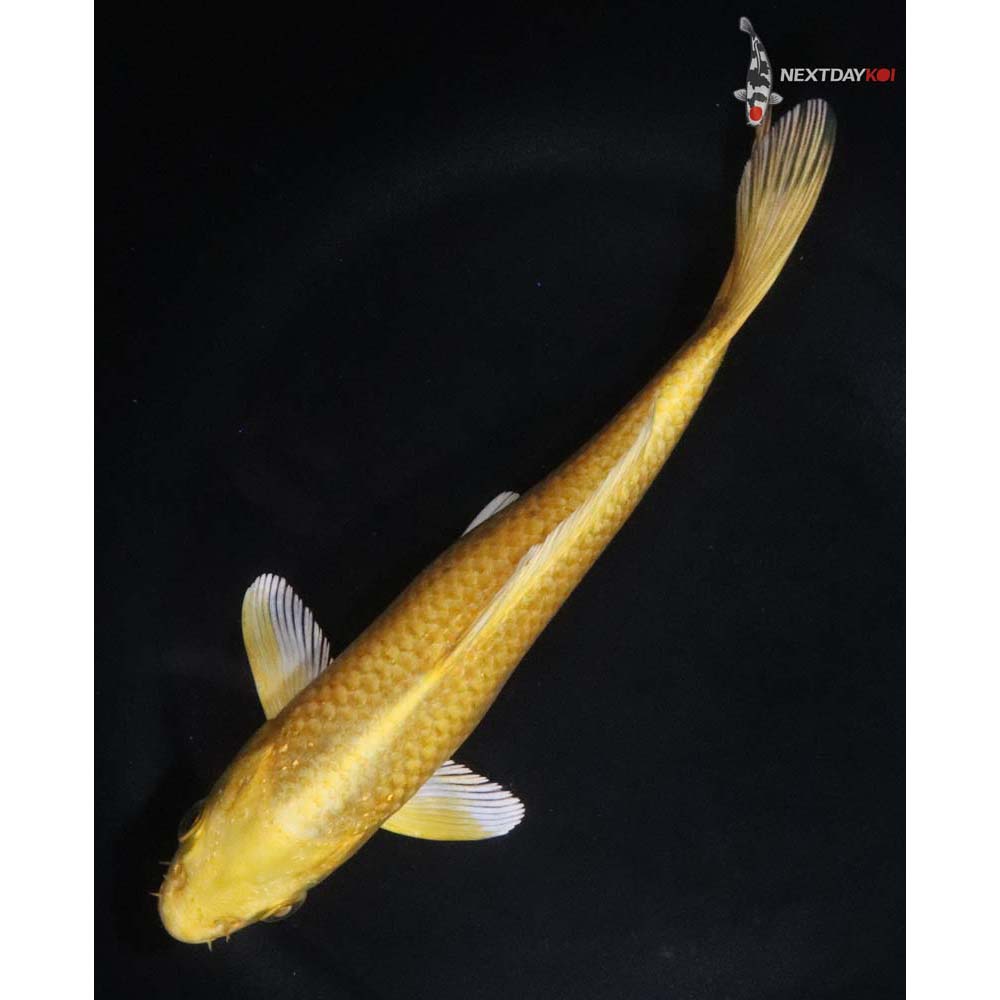 6.5” Imported Yamabuki Ogon