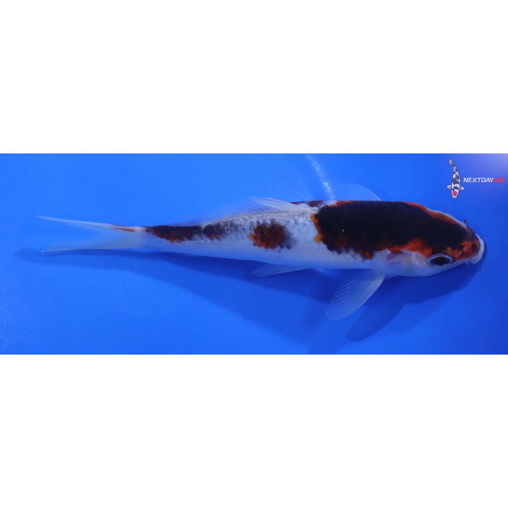 7” Imported Goromo