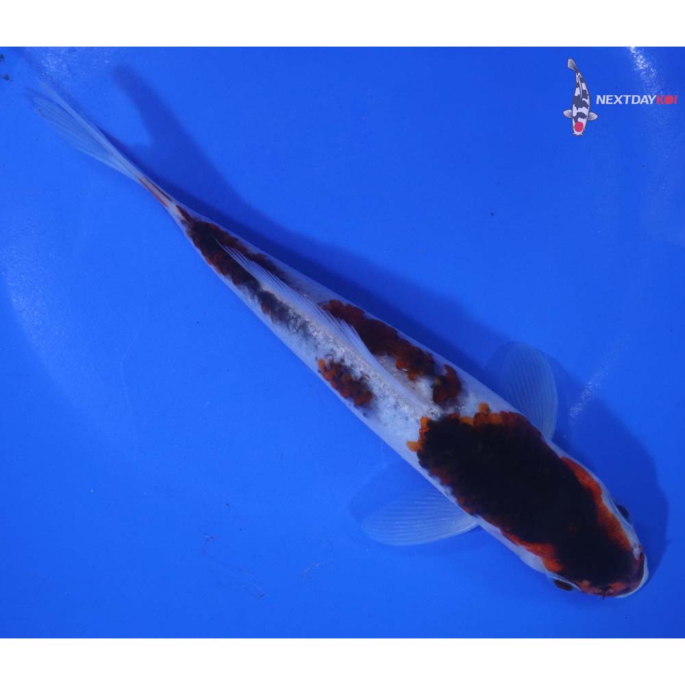 7” Imported Goromo
