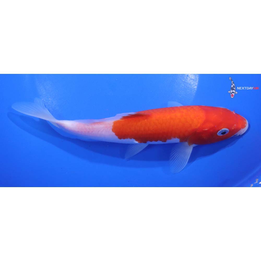 7.5” Imported Kohaku