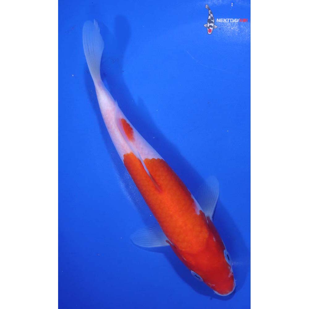7.5” Imported Kohaku