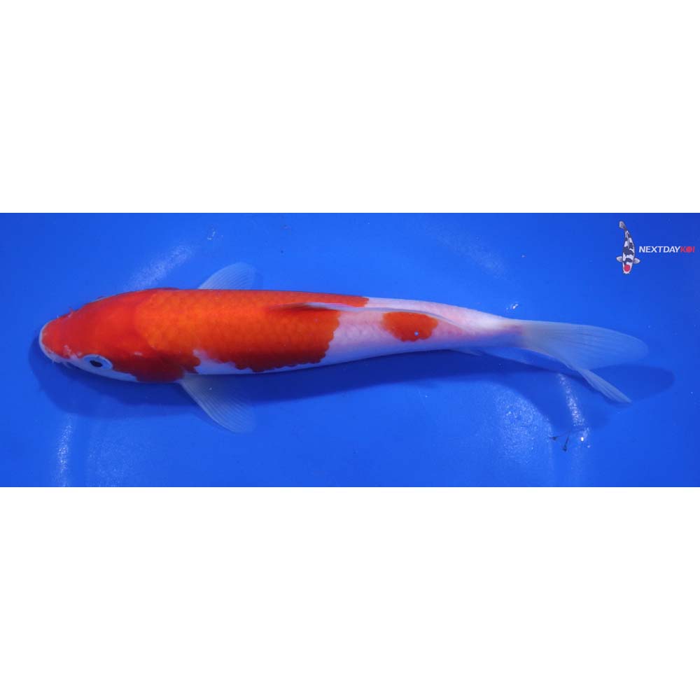 7.5” Imported Kohaku
