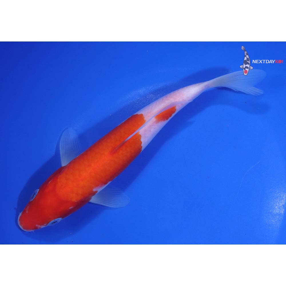 7.5” Imported Kohaku