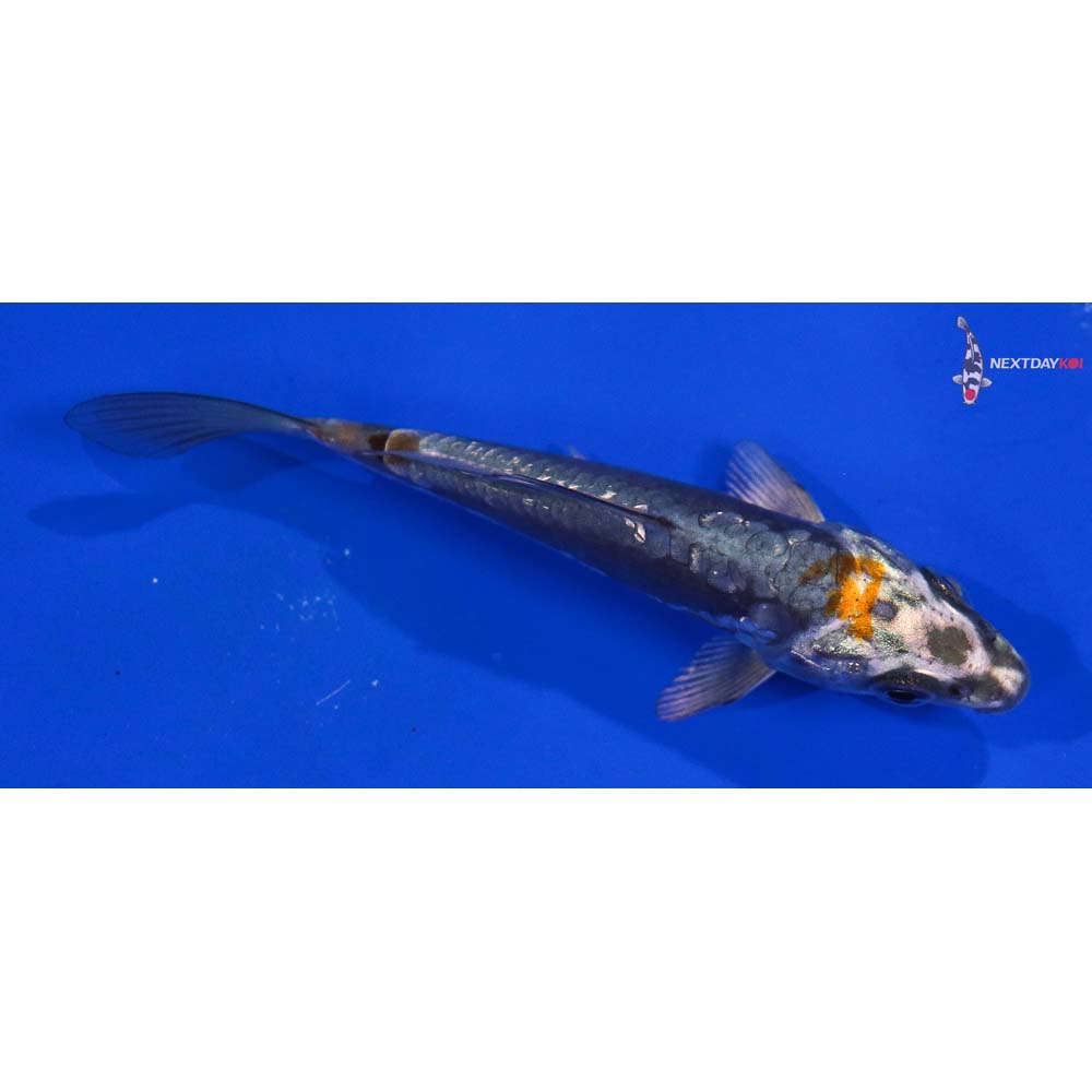 4” Imported Kin Kikokuryu