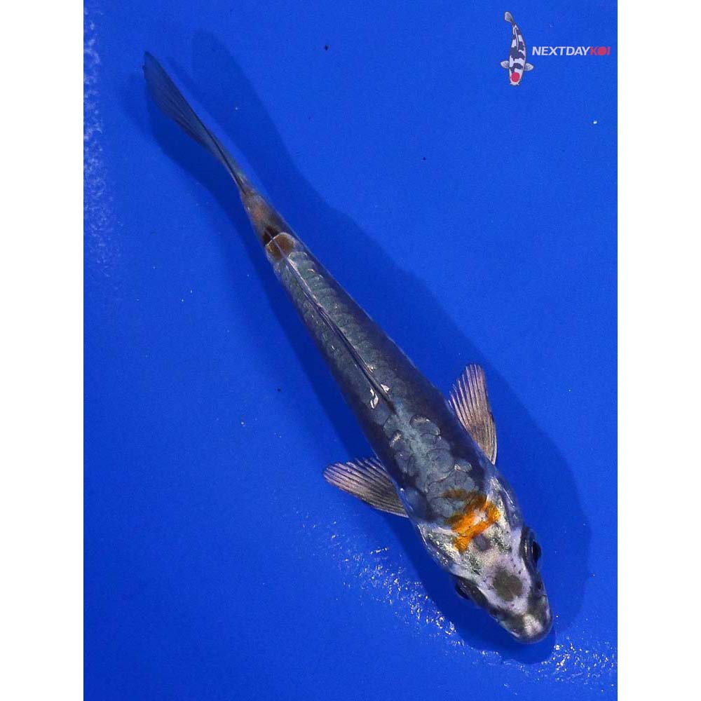 4” Imported Kin Kikokuryu