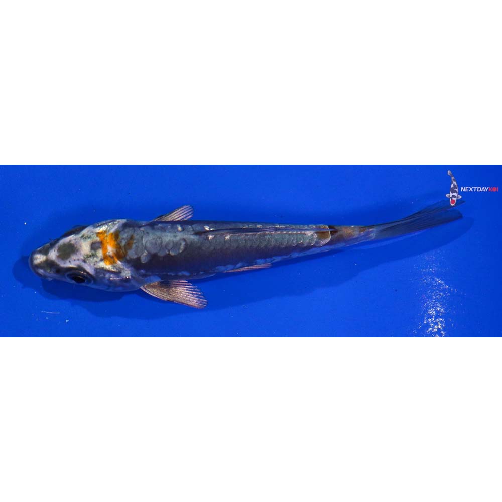 4” Imported Kin Kikokuryu