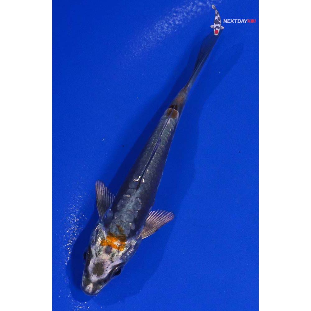 4” Imported Kin Kikokuryu