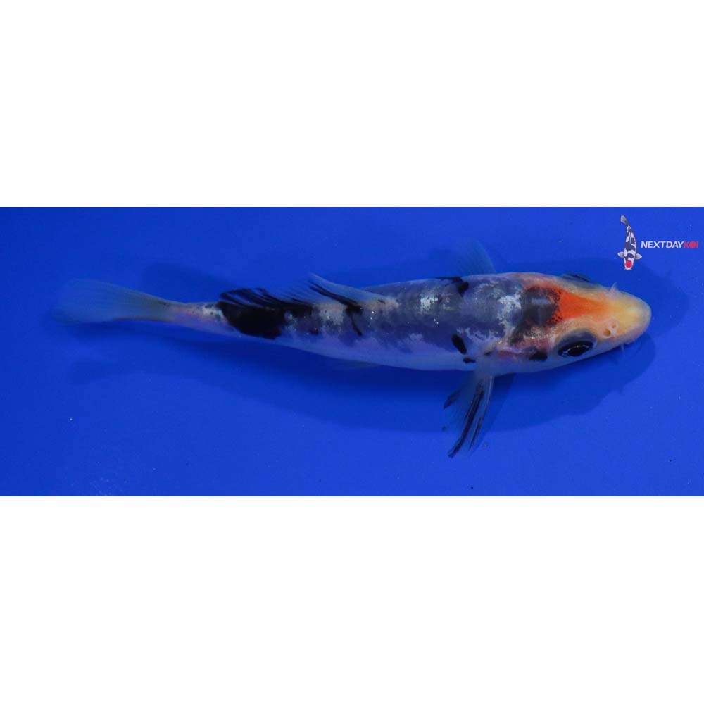 4” Imported Doitsu Shiro Bekko