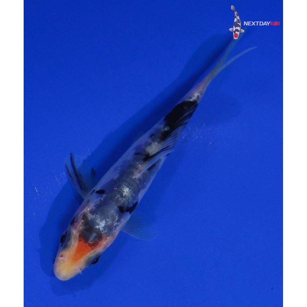 4” Imported Doitsu Shiro Bekko