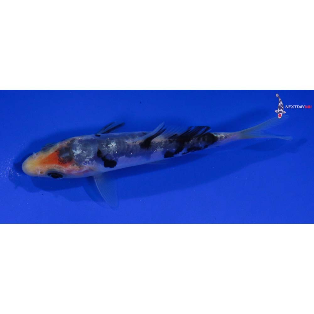 4” Imported Doitsu Shiro Bekko