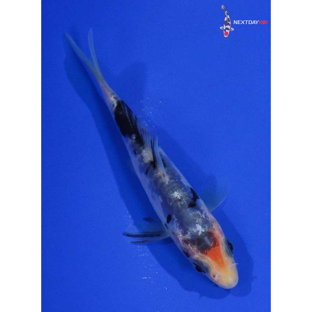 4” Imported Doitsu Shiro Bekko