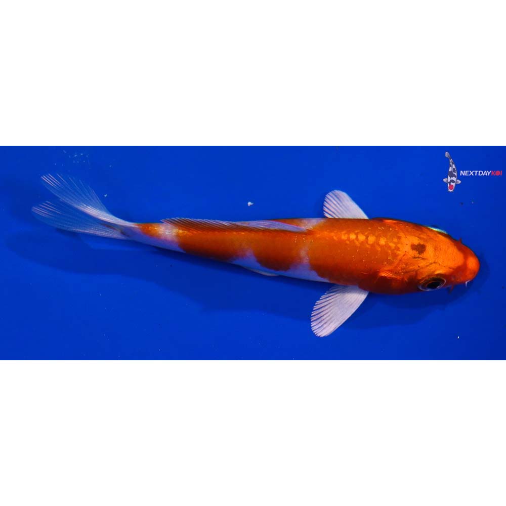 4” Imported Hariwake